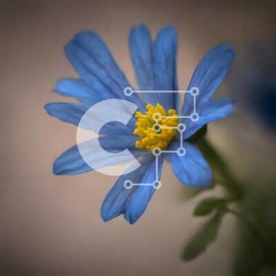 Intra Συλλεκτικό Ξύλινο Παζλ Plywood  4mm - Μονό μπλε λουλούδι με κίτρινα κέντρα Σε Ξύλινο Κουτί - Διαστάσεις: 10x10 cm – 25 κομμάτια - Image 1