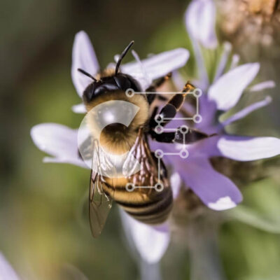 Intra Συλλεκτικό Ξύλινο Παζλ Plywood  4mm - Μέλισσα που στηρίζεται σε όμορφα μωβ λουλούδια Σε Ξύλινο Κουτί - Διαστάσεις: 10x10 cm – 25 κομμάτια - Image 1