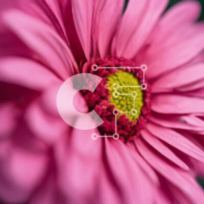 Intra Συλλεκτικό Ξύλινο Παζλ Plywood  4mm - Ζωντανή ροζ μαργαρίτα με κίτρινο κέντρο Σε Ξύλινο Κουτί - Διαστάσεις: 10x10 cm – 25 κομμάτια - Image 1