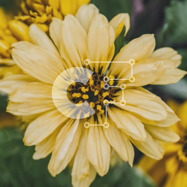 Intra Συλλεκτικό Ξύλινο Παζλ Plywood  4mm - Κοντινό πλάνο ενός ανθισμένου κίτρινου λουλουδιού με πράσινα φύλλα Σε Ξύλινο Κουτί - Διαστάσεις: 10x10 cm – 25 κομμάτια