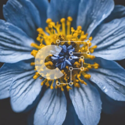 Intra Συλλεκτικό Ξύλινο Παζλ Plywood  4mm - Ζωντανό μπλε λουλούδι με κίτρινα κέντρα και σταγόνες νερού Σε Ξύλινο Κουτί - Διαστάσεις: 10x10 cm – 25 κομμάτια - Image 1