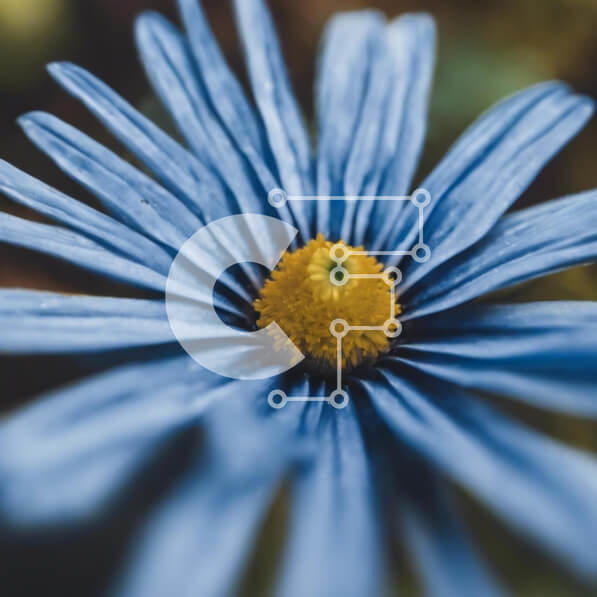 Intra Συλλεκτικό Ξύλινο Παζλ Plywood  4mm - Κοντινό πλάνο ενός μπλε λουλουδιού με φύλλα Σε Ξύλινο Κουτί - Διαστάσεις: 10x10 cm – 25 κομμάτια