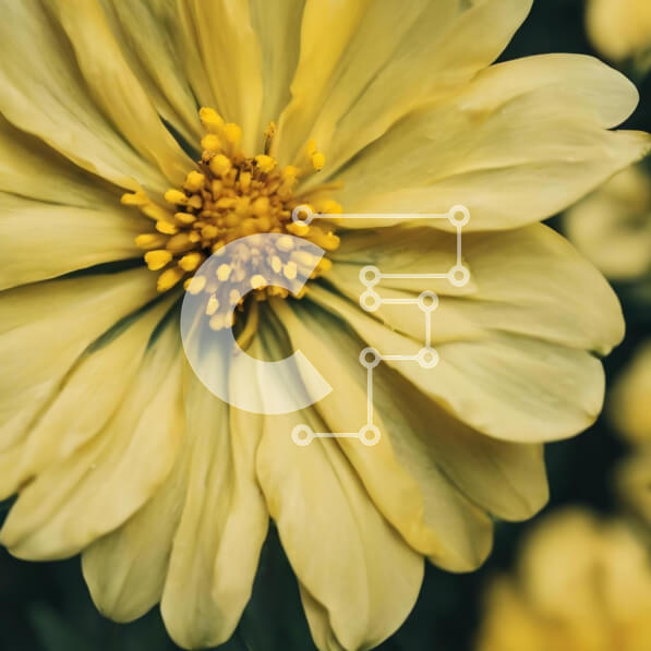 Intra Συλλεκτικό Ξύλινο Παζλ Plywood  4mm - Κοντινό πλάνο κίτρινων λουλουδιών στην άνθιση Σε Ξύλινο Κουτί - Διαστάσεις: 10x10 cm – 25 κομμάτια