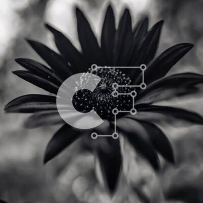 Intra Συλλεκτικό Ξύλινο Παζλ Plywood  4mm - Ασπρόμαυρη εικόνα ενός ανθισμένου λουλουδιού Σε Ξύλινο Κουτί - Διαστάσεις: 10x10 cm – 25 κομμάτια - Image 1