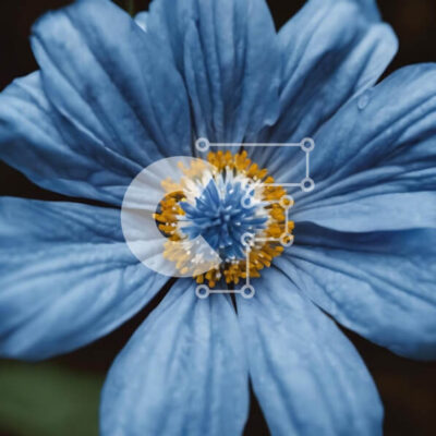 Intra Συλλεκτικό Ξύλινο Παζλ Plywood  4mm - Ζωντανό μπλε λουλούδι με κίτρινα κέντρα σε έναν κήπο Σε Ξύλινο Κουτί - Διαστάσεις: 10x10 cm – 25 κομμάτια - Image 1