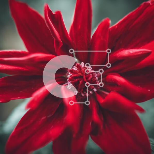 Intra Συλλεκτικό Ξύλινο Παζλ Plywood  4mm - Κοντινό πλάνο ενός ανθισμένου κόκκινου λουλουδιού με σκούρα πράσινα φύλλα Σε Ξύλινο Κουτί - Διαστάσεις: 10x10 cm – 25 κομμάτια