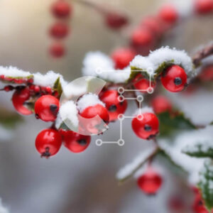 Intra Συλλεκτικό Ξύλινο Παζλ Plywood  4mm - Χιονισμένο κλαδί με κόκκινα μούρα Σε Ξύλινο Κουτί - Διαστάσεις: 10x10 cm – 25 κομμάτια