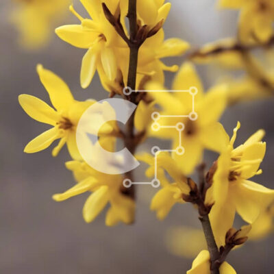 Intra Συλλεκτικό Ξύλινο Παζλ Plywood  4mm - Κίτρινα λουλούδια που ανθίζουν σε ένα κλαδί δέντρου Σε Ξύλινο Κουτί - Διαστάσεις: 10x10 cm – 25 κομμάτια - Image 1