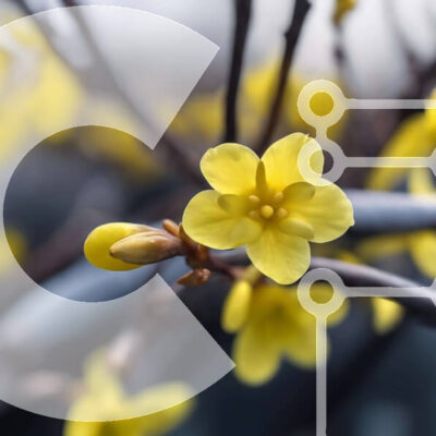 Intra Συλλεκτικό Ξύλινο Παζλ Plywood  4mm - Κίτρινα λουλούδια σε κλαδί βελανιδιάς Σε Ξύλινο Κουτί - Διαστάσεις: 10x10 cm – 25 κομμάτια - Image 1