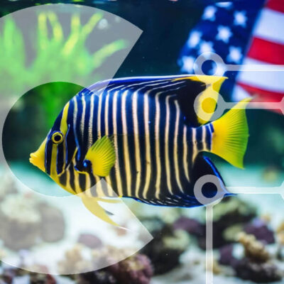 Intra Συλλεκτικό Ξύλινο Παζλ Plywood  4mm - Ζωντανά μπλε και κίτρινα ψάρια στο ενυδρείο με αμερικανική σημαία Σε Ξύλινο Κουτί - Διαστάσεις: 10x10 cm – 25 κομμάτια - Image 1