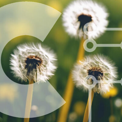 Intra Συλλεκτικό Ξύλινο Παζλ Plywood  4mm - Λουλούδια πικραλίδας στο χορτάρι Σε Ξύλινο Κουτί - Διαστάσεις: 10x10 cm – 25 κομμάτια - Image 1