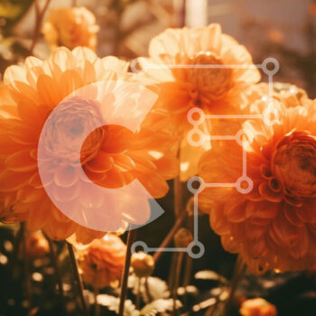 Intra Συλλεκτικό Ξύλινο Παζλ Plywood 4mm - Τρία πορτοκαλί λουλούδια που ανθίζουν σε ένα φυσικό περιβάλλον Σε Ξύλινο Κουτί - Διαστάσεις: 10x10 cm – 25 κομμάτια - Image 1