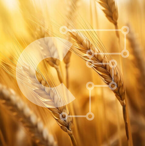 Intra Συλλεκτικό Ξύλινο Παζλ Plywood  4mm - Χρυσό Σιτάρι Σε Ξύλινο Κουτί - Διαστάσεις: 10x10 cm – 25 κομμάτια - Image 1