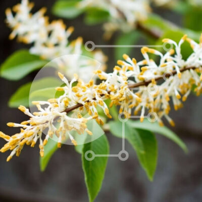 Intra Συλλεκτικό Ξύλινο Παζλ Plywood  4mm - Ανθισμένα λουλούδια στο κλαδί Σε Ξύλινο Κουτί - Διαστάσεις: 10x10 cm – 25 κομμάτια - Image 1