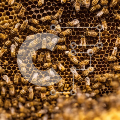 Intra Συλλεκτικό Ξύλινο Παζλ Plywood 4mm - Μέλισσες στην κηρήθρα Σε Ξύλινο Κουτί - Διαστάσεις: 10x10 cm – 25 κομμάτια - Image 1