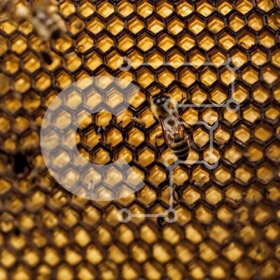 Intra Συλλεκτικό Ξύλινο Παζλ Plywood 4mm - Μέλισσες και άλλα έντομα στην κηρήθρα Σε Ξύλινο Κουτί - Διαστάσεις: 10x10 cm – 25 κομμάτια - Image 1