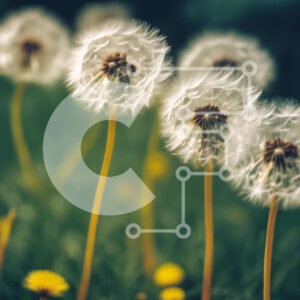 Intra Συλλεκτικό Ξύλινο Παζλ Plywood  4mm - Λουλούδια πικραλίδας και αγριολούλουδα σε ένα χορταριασμένο χωράφι Σε Ξύλινο Κουτί - Διαστάσεις: 10x10 cm – 25 κομμάτια