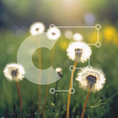 Intra Συλλεκτικό Ξύλινο Παζλ Plywood  4mm - Ανθισμένα λουλούδια πικραλίδας σε ένα ηλιόλουστο χωράφι Σε Ξύλινο Κουτί - Διαστάσεις: 10x10 cm – 25 κομμάτια - Image 1