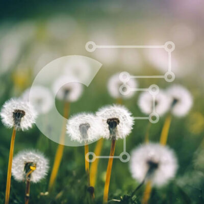 Intra Συλλεκτικό Ξύλινο Παζλ Plywood 4mm - Πεδίο με λευκές πικραλίδες στο γρασίδι Σε Ξύλινο Κουτί - Διαστάσεις: 10x10 cm – 25 κομμάτια - Image 1