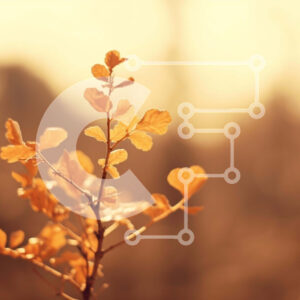 Intra Συλλεκτικό Ξύλινο Παζλ Plywood  4mm - Φυτό με κίτρινα φύλλα στο δάσος Σε Ξύλινο Κουτί - Διαστάσεις: 10x10 cm – 25 κομμάτια