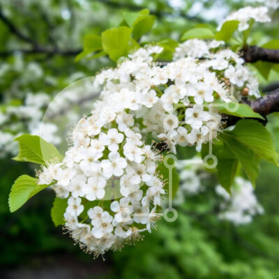 Intra Συλλεκτικό Ξύλινο Παζλ Plywood  4mm - Ανθισμένο κλαδί δέντρου με λευκά λουλούδια και πράσινα φύλλα Σε Ξύλινο Κουτί - Διαστάσεις: 10x10 cm – 25 κομμάτια - Image 1