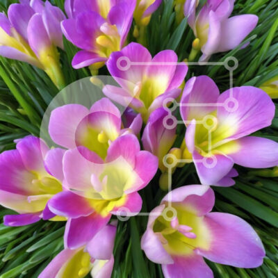 Intra Συλλεκτικό Ξύλινο Παζλ Plywood 4mm - Μπουκέτο με μωβ και κίτρινα λουλούδια σε γρασίδι Σε Ξύλινο Κουτί - Διαστάσεις: 10x10 cm – 25 κομμάτια - Image 1