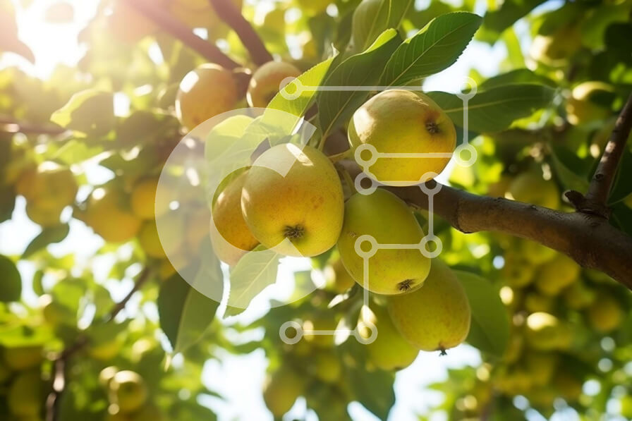 Intra Συλλεκτικό Ξύλινο Παζλ Plywood  4mm - Κλαδί δέντρου με ώριμους καρπούς Σε Ξύλινο Κουτί - Διαστάσεις: 10x10 cm – 25 κομμάτια