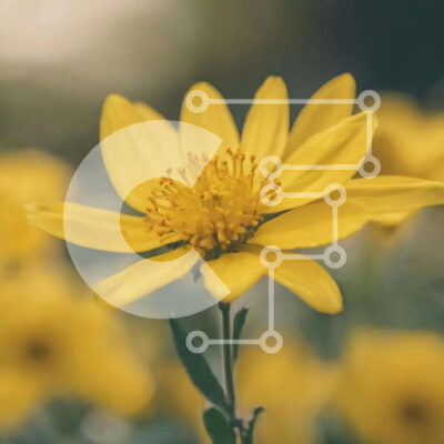 Intra Συλλεκτικό Ξύλινο Παζλ Plywood  4mm - Ζωντανό κίτρινο λουλούδι σε ένα καταπράσινο χωράφι Σε Ξύλινο Κουτί - Διαστάσεις: 10x10 cm – 25 κομμάτια - Image 1