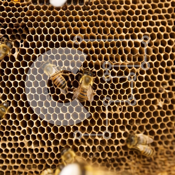 Intra Συλλεκτικό Ξύλινο Παζλ Plywood  4mm - Κοντινό πλάνο μελισσών που φωλιάζουν στην κηρήθρα Σε Ξύλινο Κουτί - Διαστάσεις: 10x10 cm – 25 κομμάτια