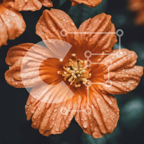 Intra Συλλεκτικό Ξύλινο Παζλ Plywood  4mm - Κοντινό πλάνο του πορτοκαλιού λουλουδιού με σταγονίδια νερού Σε Ξύλινο Κουτί - Διαστάσεις: 10x10 cm – 25 κομμάτια