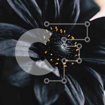 Intra Συλλεκτικό Ξύλινο Παζλ Plywood 4mm - Μαύρο λουλούδι με κίτρινα κέντρα - εικόνα από κοντά Σε Ξύλινο Κουτί - Διαστάσεις: 10x10 cm – 25 κομμάτια - Image 1