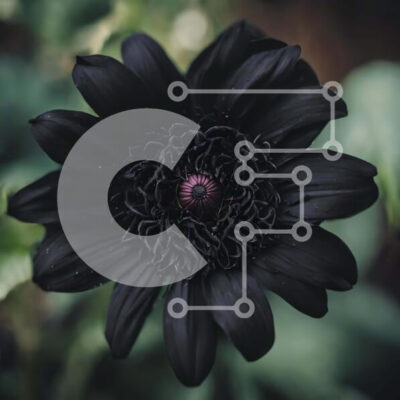 Intra Συλλεκτικό Ξύλινο Παζλ Plywood 4mm - Μαύρο λουλούδι με μωβ κέντρο Σε Ξύλινο Κουτί - Διαστάσεις: 10x10 cm – 25 κομμάτια - Image 1