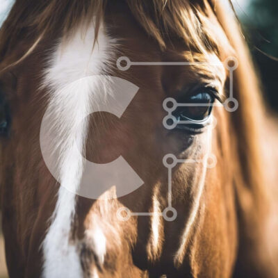 Intra Συλλεκτικό Ξύλινο Παζλ Plywood  4mm - Κοντινό πλάνο του Brown Horse's Eye που κοιτάζει την κάμερα Σε Ξύλινο Κουτί - Διαστάσεις: 10x10 cm – 25 κομμάτια - Image 1