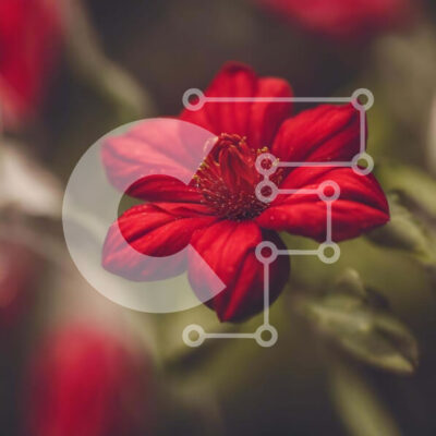 Intra Συλλεκτικό Ξύλινο Παζλ Plywood  4mm - Ζωντανό κόκκινο λουλούδι σε άνθιση Σε Ξύλινο Κουτί - Διαστάσεις: 10x10 cm – 25 κομμάτια - Image 1