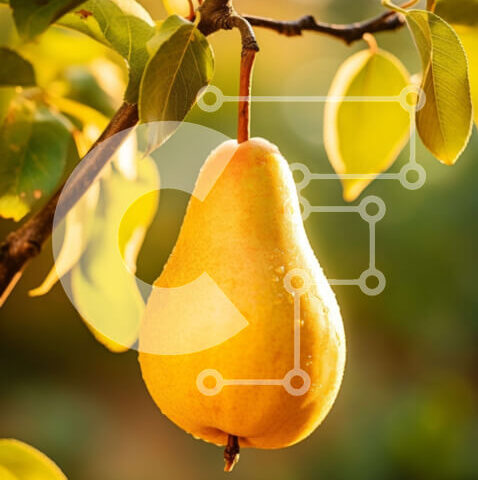 Intra Συλλεκτικό Ξύλινο Παζλ Plywood  4mm - Φρέσκο ​​κίτρινο αχλάδι που κρέμεται από τη μηλιά Σε Ξύλινο Κουτί - Διαστάσεις: 10x10 cm – 25 κομμάτια - Image 1