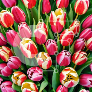 Intra Συλλεκτικό Ξύλινο Παζλ Plywood  4mm - Πολύχρωμο μπουκέτο τουλίπας Σε Ξύλινο Κουτί - Διαστάσεις: 10x10 cm – 25 κομμάτια