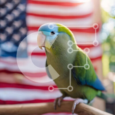 Intra Συλλεκτικό Ξύλινο Παζλ Plywood  4mm - Πράσινος παπαγάλος σκαρφαλωμένος σε υποκατάστημα αμερικανικής σημαίας Σε Ξύλινο Κουτί - Διαστάσεις: 10x10 cm – 25 κομμάτια - Image 1