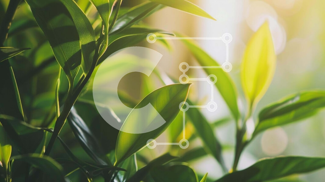 Intra Συλλεκτικό Ξύλινο Παζλ Plywood  4mm - Πράσινο φυτό με το φως του ήλιου κοντά στο παράθυρο Σε Ξύλινο Κουτί - Διαστάσεις: 10x10 cm – 25 κομμάτια