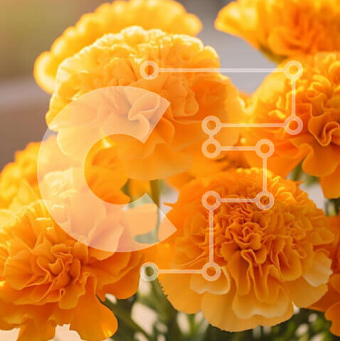 Intra Συλλεκτικό Ξύλινο Παζλ Plywood 4mm - Μπουκέτο με κίτρινα λουλούδια που ανθίζουν στο φως του ήλιου Σε Ξύλινο Κουτί - Διαστάσεις: 10x10 cm – 25 κομμάτια - Image 1