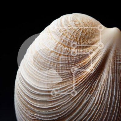 Intra Συλλεκτικό Ξύλινο Παζλ Plywood  4mm - Μεγάλο λευκό κοχύλι σε μαύρο φόντο Σε Ξύλινο Κουτί - Διαστάσεις: 10x10 cm – 25 κομμάτια - Image 1