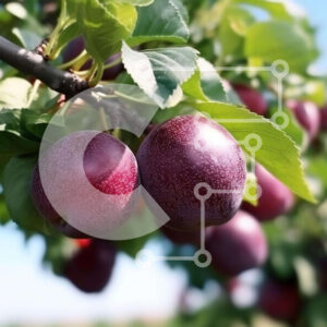 Intra Συλλεκτικό Ξύλινο Παζλ Plywood  4mm - Φρέσκα δαμάσκηνα στον κλάδο δέντρων Σε Ξύλινο Κουτί - Διαστάσεις: 10x10 cm – 25 κομμάτια