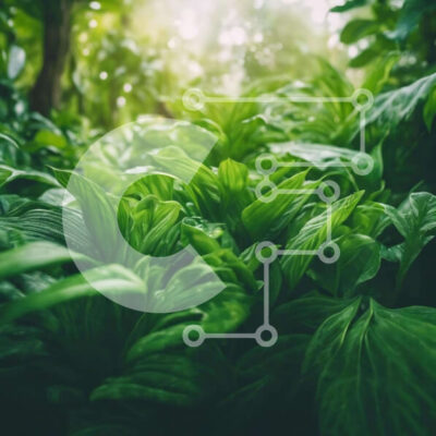 Intra Συλλεκτικό Ξύλινο Παζλ Plywood  4mm - Καταπράσινο δάσος με το φως του ήλιου που φιλτράρεται μέσα από τα φύλλα Σε Ξύλινο Κουτί - Διαστάσεις: 10x10 cm – 25 κομμάτια - Image 1