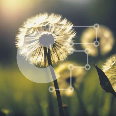 Intra Συλλεκτικό Ξύλινο Παζλ Plywood  4mm - Ανθισμένα λουλούδια πικραλίδας σε ένα χορταριασμένο χωράφι Σε Ξύλινο Κουτί - Διαστάσεις: 10x10 cm – 25 κομμάτια - Image 1