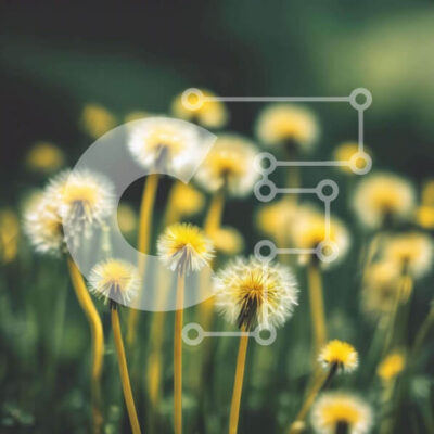 Intra Συλλεκτικό Ξύλινο Παζλ Plywood  4mm - Ζωντανές κίτρινες πικραλίδες που ανθίζουν σε ένα πράσινο λιβάδι Σε Ξύλινο Κουτί - Διαστάσεις: 10x10 cm – 25 κομμάτια - Image 1