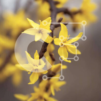 Intra Συλλεκτικό Ξύλινο Παζλ Plywood  4mm - Κίτρινα λουλούδια που ανθίζουν σε ένα κλαδί Σε Ξύλινο Κουτί - Διαστάσεις: 10x10 cm – 25 κομμάτια - Image 1