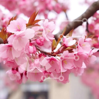 Intra Συλλεκτικό Ξύλινο Παζλ Plywood 4mm - Pink Cherry Blossom Tree by the Street Σε Ξύλινο Κουτί - Διαστάσεις: 10x10 cm – 25 κομμάτια - Image 1