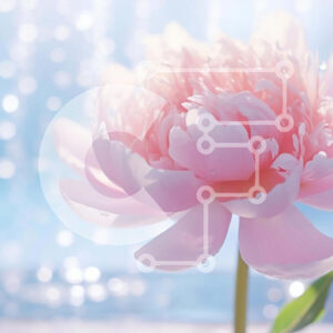 Intra Συλλεκτικό Ξύλινο Παζλ Plywood  4mm - Pink Flower από Indoor Water Fountain Σε Ξύλινο Κουτί - Διαστάσεις: 10x10 cm – 25 κομμάτια