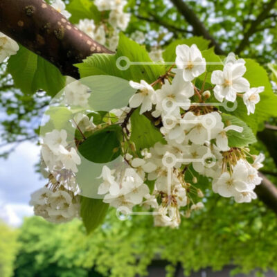 Intra Συλλεκτικό Ξύλινο Παζλ Plywood  4mm - Ήρεμο κλαδί δέντρου με λευκά λουλούδια και πράσινα φύλλα Σε Ξύλινο Κουτί - Διαστάσεις: 10x10 cm – 25 κομμάτια - Image 1