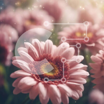 Intra Συλλεκτικό Ξύλινο Παζλ Plywood  4mm - Ζωντανά ροζ λουλούδια μαργαρίτας σε ένα χωράφι Σε Ξύλινο Κουτί - Διαστάσεις: 10x10 cm – 25 κομμάτια - Image 1