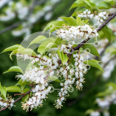 Intra Συλλεκτικό Ξύλινο Παζλ Plywood  4mm - Λευκά λουλούδια και πράσινα φύλλα σε κλαδί δέντρου Σε Ξύλινο Κουτί - Διαστάσεις: 10x10 cm – 25 κομμάτια - Image 1